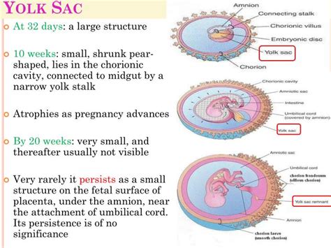 Yolk Sac in Early Pregnancy: Meaning & Function .